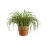 Japanese Sedge 01