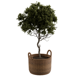 Handled Planter Tree 01